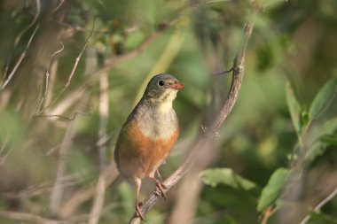 Parlak üreme tüyleri ile ortolan (Emberiza hortulana), bulanık bir arka plan ve çok yakın çekim yumuşak sabah ışığında çekilir. Kuş da şarkı söylüyor..