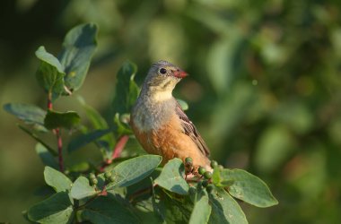 Parlak üreme tüyleri ile ortolan (Emberiza hortulana), bulanık bir arka plan ve çok yakın çekim yumuşak sabah ışığında çekilir. Kuş da şarkı söylüyor..