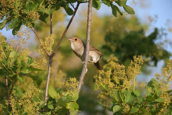 一只成年的东方夜莺 卢西尼亚卢西尼亚 在茂密的灌木丛中的各种树枝上拍照 详细的羽毛照片和识别特征清晰可见 — 图库照片