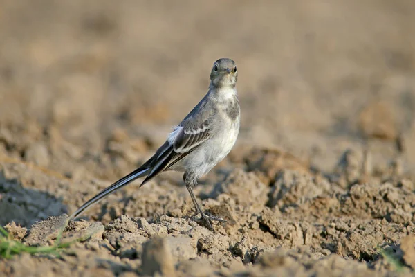Young White Wagtail Motacilla Alba Photographed Very Close Bank Pond — Stock Photo, Image