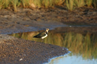 Vanellus Vanellus Vanellus 'un genç bir kanadı, suyun yakınındaki yumuşak sabah ışığında fotoğraflandı.