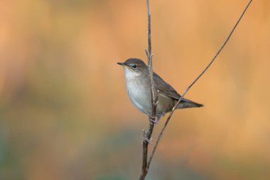 Genç bir Savi bülbülü (Locream ella luscinioides) güzel bulanık bir arka planda bir dalda oturur. Yakın plan detaylı fotoğraf.