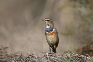 Göç eden mavi boğaz (Luscinia svecica) kış tüyleri ile sabah erken saatlerde fotoğraflandı