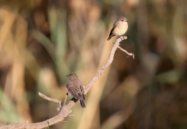 Dişi göçmen kırmızı göğüslü sinekkapan (Ficedula parva), yumuşak sabah ışığında bulanık bir arka planda bir dala yakın oturarak
