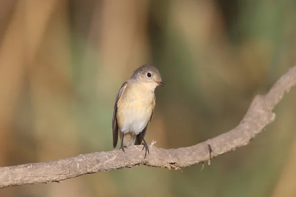 Female Migrant Red Breasted Flycatcher Ficedula Parva Close Sitting Branch — Stock Photo, Image
