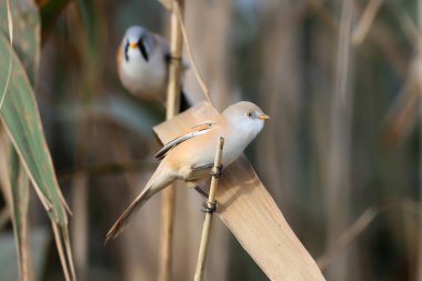 Erkek, dişi ve eklem sakallı reedling 'in (Panurus biarmicus) doğal yaşam alanında sabah ışığında çekilmiş yakın plan detaylı fotoğrafı