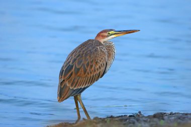 Kış tüyleri içinde yetişkin bir mor balıkçıl (Ardea purpurea) sabahın erken saatlerinde mavi göl suyunun arkaplanına karşı ayakta durur. Yakın plan fotoğraf.