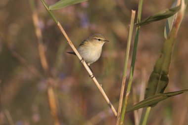 Göçmen ortak chiffchaff (Phylloscopus collybita), yumuşak sabah ışığında bulanık arka planda bitki dallarına yakın çekim yapar.