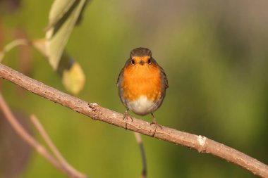 Erithacus rubecula adında yetişkin bir Avrupalı bülbülün bulanık bir arka planda ve yumuşak bir sabah ışığında bir dalda otururken yakın plan çekimi.