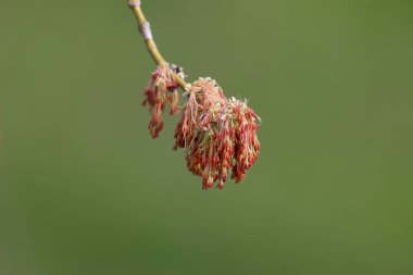 Acer negundo infloresans çekim yumuşak sabah ışığı yakın güzel bulanık bir arka plan karşı
