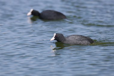 The Eurasian coot (Fulica atra) filmed swimming in blue water during breeding season. Close-up detailed photo clipart