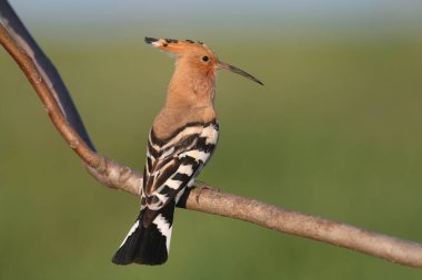 Erişkin Avrasya Hupoesi (Upupa epops) yumuşak sabah ışığında güzel bulanık bir arka plana karşı ceviz dallarına yakın çekim yaptı. Üreme tüylerindeki kuşlar.
