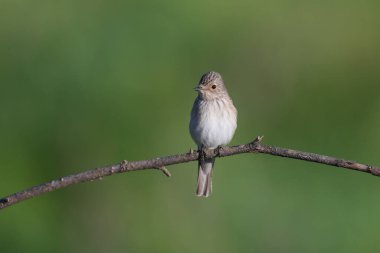 An adult spotted flycatcher (Muscicapa striata) shot close up on a thin branch in soft morning light against a beautiful blurred background clipart