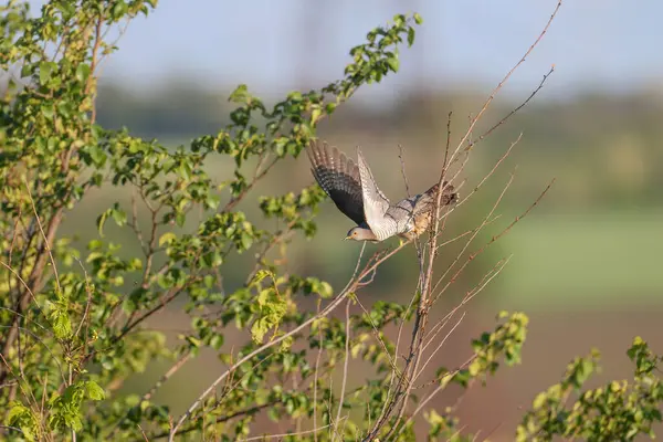 stock image An adult Eurasian cuckoo (Cuculus canorus) takes off from a thin branch of a tall tree