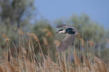 Üreme tüylerinde yetişkin siyah taçlı gece balıkçıl (Nycticorax nycticorax), uçuşta yakın çekim.