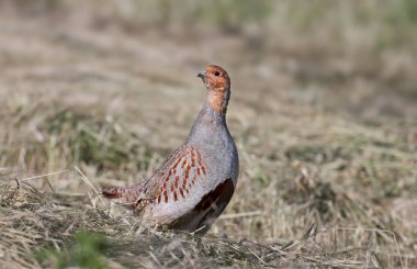 Üreme tüylerinde bir erkek gri keklik (Perdix perdix) yumuşak sabah ışığında biçilmiş samanların arka planına yakın çekim yapar.