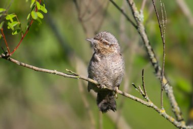 Yetişkin bir Avrasyalı boğucu (Jynx torquilla) doğal ortamında yakından fotoğraflanmıştır. Bir kuş bulanık bir arka planda çalılığın ince dallarında oturur.