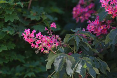 Aesculus carnea 'nın kızıl kızıl kızıl kızılötesi yüzeyi ya da sabah ışığında çiçek açan bir kestane ağacına yakın çekim yapan kırmızı at kestanesi.