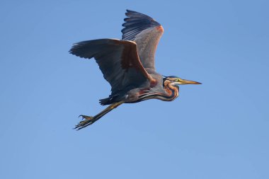 Yetişkin bir mor balıkçıl (Ardea purpurea) sazlıklarda ve mavi gökyüzüne karşı uçarken çekilmiş kuş tüyleri.