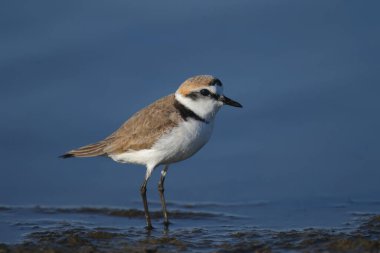 An adult Kentish plover (Anarhynchus alexandrinus) shot in soft light on the shore of a blue estuary close-up clipart