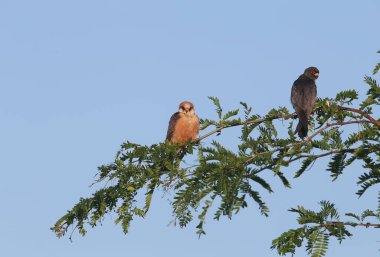 Bir erkek ve dişi kızıl ayaklı şahin (Falco vespertinus), parlak mavi gökyüzüne karşı uzun bir bal çekirgesinin dalında yan yana oturur.