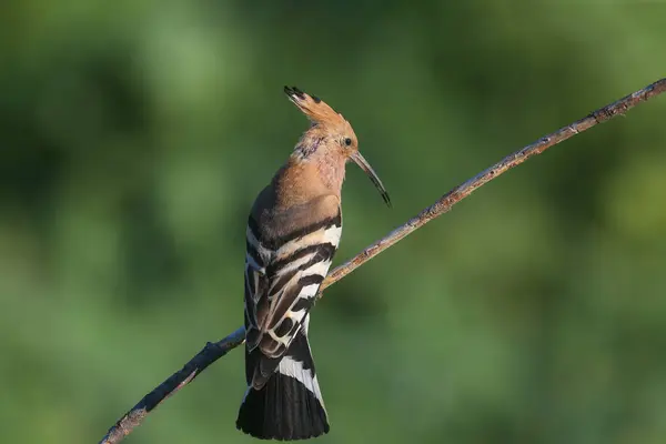 stock image Single and pair of The Eurasian hoopoe (Upupa epops) shot close up against blurred background in soft morning light sitting on a branch in natural habitat