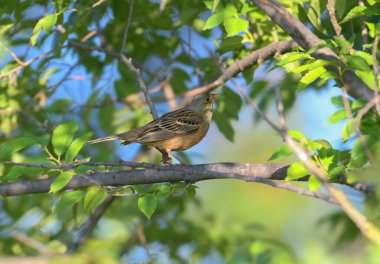 Erkek ortolan (Emberiza Hortulana) üreme tüyleri ile sabah vakti çalılıkta yakın çekim yapar.