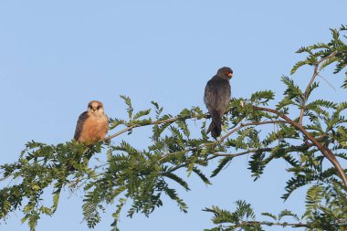 Bir erkek ve dişi kızıl ayaklı şahin (Falco vespertinus), parlak mavi gökyüzüne karşı uzun bir bal çekirgesinin dalında yan yana oturur.