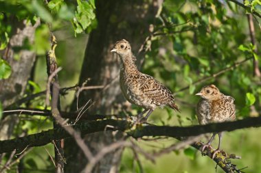 Yaygın sülün (Phasianus colchicus) yavruları sık bir ağacın dallarında otururlar. Çimen kuşları için alışılmadık bir yer