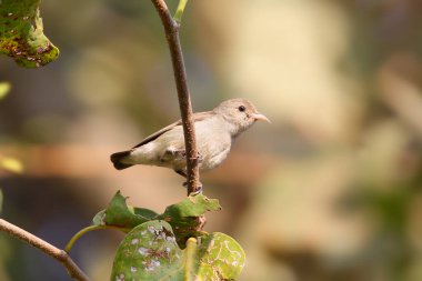 Soluk gagalı çiçek gagalı (Dicaeum erythrorhynchos), bulanık bir arkaplanda bir dalda otururken yakın plan çekilmiş.