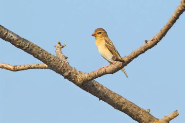 Dişi güney maskeli dokumacı (Ploceus velatus) mavi gökyüzüne karşı bir dala yakın çekim yaptı