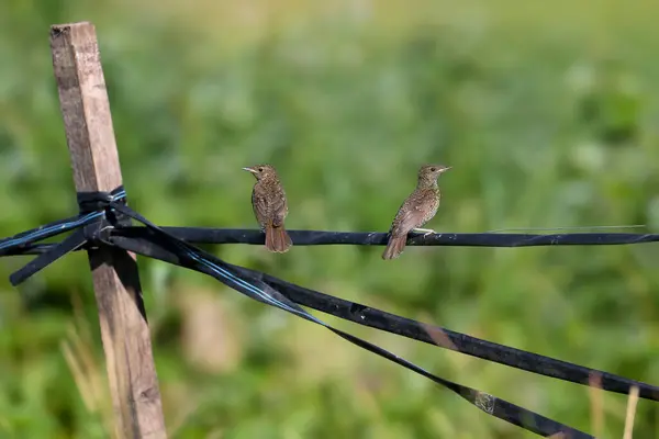 stock image Barred warbler (Curruca nisoria) chicks shot close-up sitting on plastic tape against blurred background