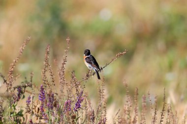 Yetişkin erkek Avrupa taş şapkası (Saxicola rubicola) yumuşak sabah ışığında bulanık yeşil bir arkaplana karşı üreme tüyleri içinde bir çalılıkta otururken çok yakın çekim yaptı.