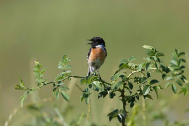 Yetişkin erkek Avrupa taş şapkası (Saxicola rubicola) yumuşak sabah ışığında bulanık yeşil bir arkaplana karşı üreme tüyleri içinde bir çalılıkta otururken çok yakın çekim yaptı.