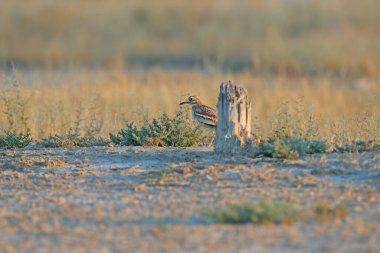 Adult birds and chick of Eurasian stone-curlew (Burhinus oedicnemus) photographed in close-up in their natural habitat on the shore of the Kuyalnik Estuary, Ukraine. clipart