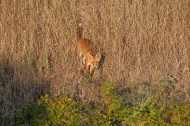 Genç bir kızıl tilki (Vulpes vulpes) kil bir uçurumun tepesinde yakın planda çekilir ve uçurumdan aşağı iner. Yumuşak sabah ışığı detaylı fotoğraf