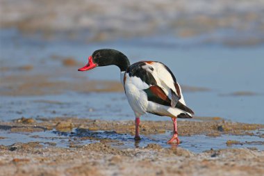 Male and female common shelduck (Tadorna tadorna) extra close-up shot on the shore of the estuary clipart