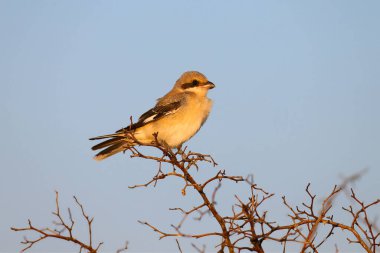 Daha küçük gri bir örümcekkuşu (Lanius minor) mavi bir gökyüzüne karşı bir ağaç dalında otururken yakın plan çekilir.