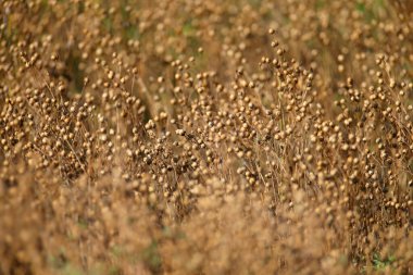 Olgun Linum (flax) kapsüllerinin yakın çekim görüntüsü