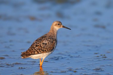 Bir dişinin yakın çekimi Ruff (Calidris pugnax), sabahın ilk ışıklarıyla bir nehir kıyısında suyun üzerinde duruyordu.