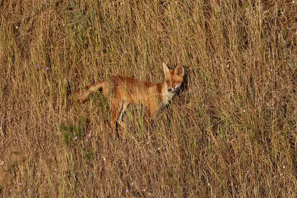 Genç bir kızıl tilki (Vulpes vulpes) kil bir uçurumun tepesinde yakın planda çekilir ve uçurumdan aşağı iner. Yumuşak sabah ışığı detaylı fotoğraf