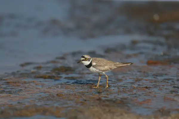 stock image Adult little ringed plover (Charadrius dubius) shot extra close-up in the shallow waters of the estuary with reflection