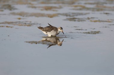 Yumuşak bir sabah ışığında bir haliçin mavi sularında duran bir yakını göçmen (Calidris pugnax).