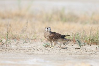 A young female common kestrel (Falco tinnunculus) is photographed very close-up, sitting on the sand in a thicket of saltwort and staring at the photographer. Detailed photo of the bird's plumage clipart