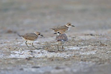 Kentish plover (Anarhynchus alexandrinus) familyasından yetişkin bir erkek ve civciv Ukrayna 'da bir nehir kıyısında yakın plan çekilir..