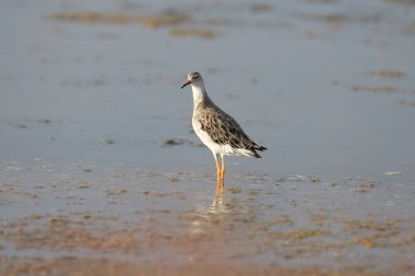 Yumuşak bir sabah ışığında bir haliçin mavi sularında duran bir yakını göçmen (Calidris pugnax).