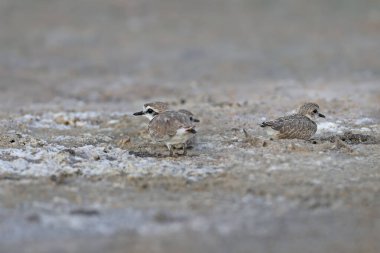 Kentish plover (Anarhynchus alexandrinus) familyasından yetişkin bir erkek ve civciv Ukrayna 'da bir nehir kıyısında yakın plan çekilir..