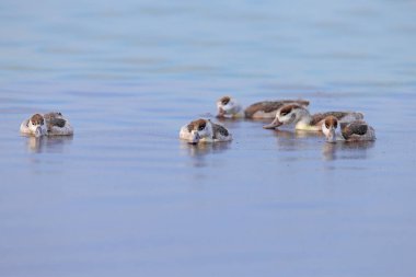 Bir grup sığ ördek (Tadorna tadorna) yavrusu yetişkin bir dişinin gözetiminde ve bağımsız olarak haliçlerin suyuyla beslenir. Yakın plan detaylı fotoğraf.