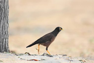 Close-up photo of a common myna or Indian myna (Acridotheres tristis) walking on the sand near a beach clipart