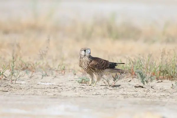 stock image A young female common kestrel (Falco tinnunculus) is photographed very close-up, sitting on the sand in a thicket of saltwort and staring at the photographer. Detailed photo of the bird's plumage